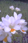 fresias spring 07 in Maylands